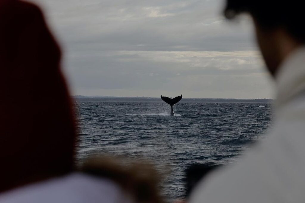 A whale tail visible in the ocean with watchers backs just out of focus. 